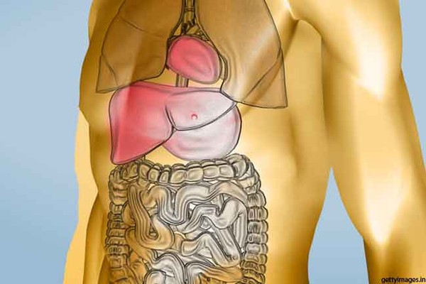 9 sự thật về gan - cơ quan lớn thứ hai trong cơ thể 1